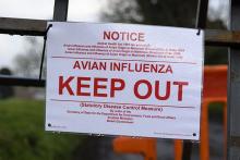 Avian Flu Outbreak